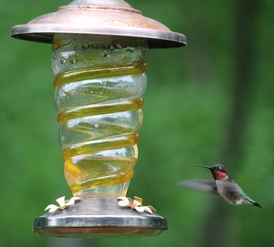 Ruby-throated Hummingbird