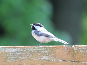 Black-capped Chickadee