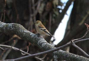 American Goldfinch