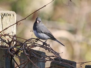 Dark-eyed Junco