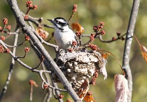 Downy Woodpecker