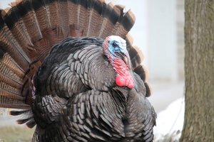 Wild Turkey