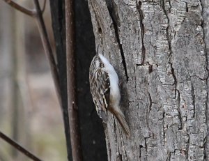 Brown Creeper