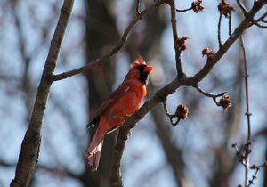 Northern Cardinal