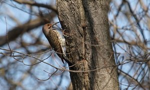 Northern Flicker