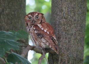 Eastern Screech Owl