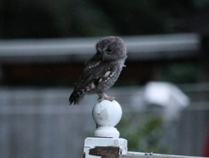 Elf Owl