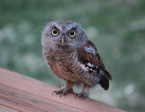 Eastern Screech Owl