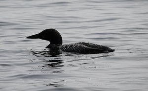 Common Loon