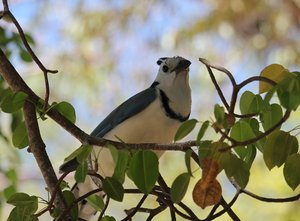 White-throated Magpie-jay
