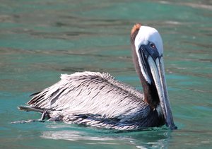 Eastern Brown Pelican
