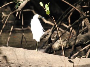 Egret