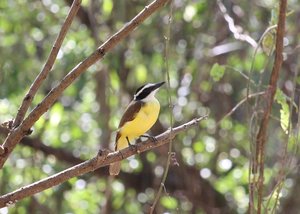 Great Kiskadee