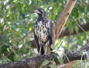 Mangrove Black Hawk