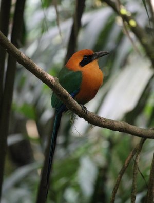 Rufous Motmot