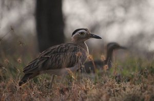 Double-striped Thick-knee