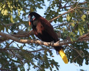 Montezuma Oropendola