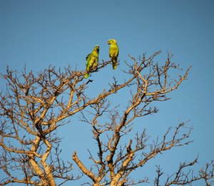 Turquoise-fronted Amazon