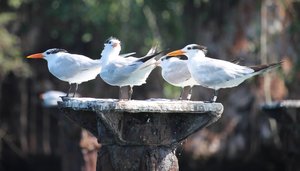 Royal Tern