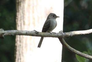 Southern Tropical Pewee