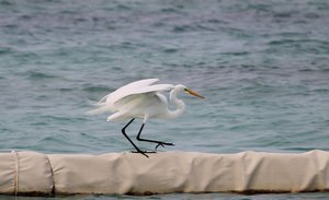 Great Egret