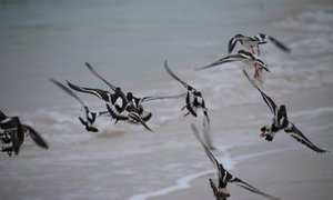 Ruddy Turnstone