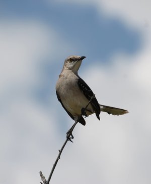 Tropical Mockingbird