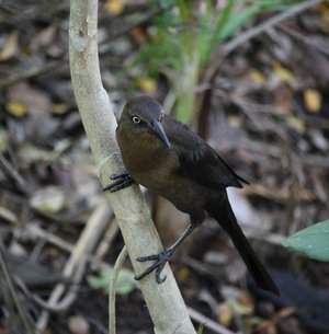 Great-Tailed Grackle