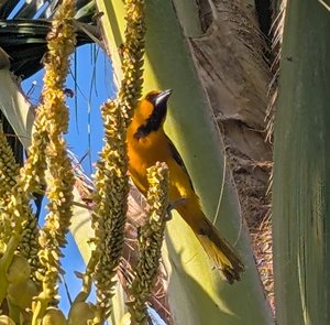 Hooded Oriole