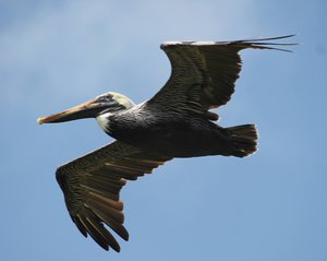 Brown Pelican