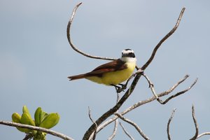 Great Kiskadee